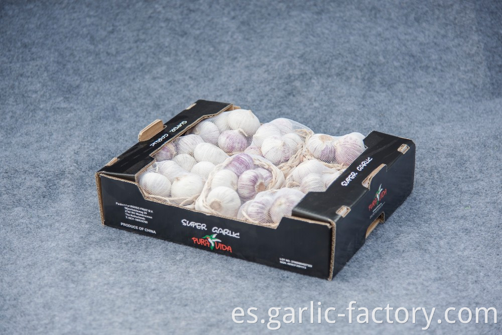 High quality fresh single clove garlic